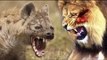 Most Amazing Wild Animal Attacks #2 - CRAZIEST Animal Fights - lion, tiger, deer, Crocodile