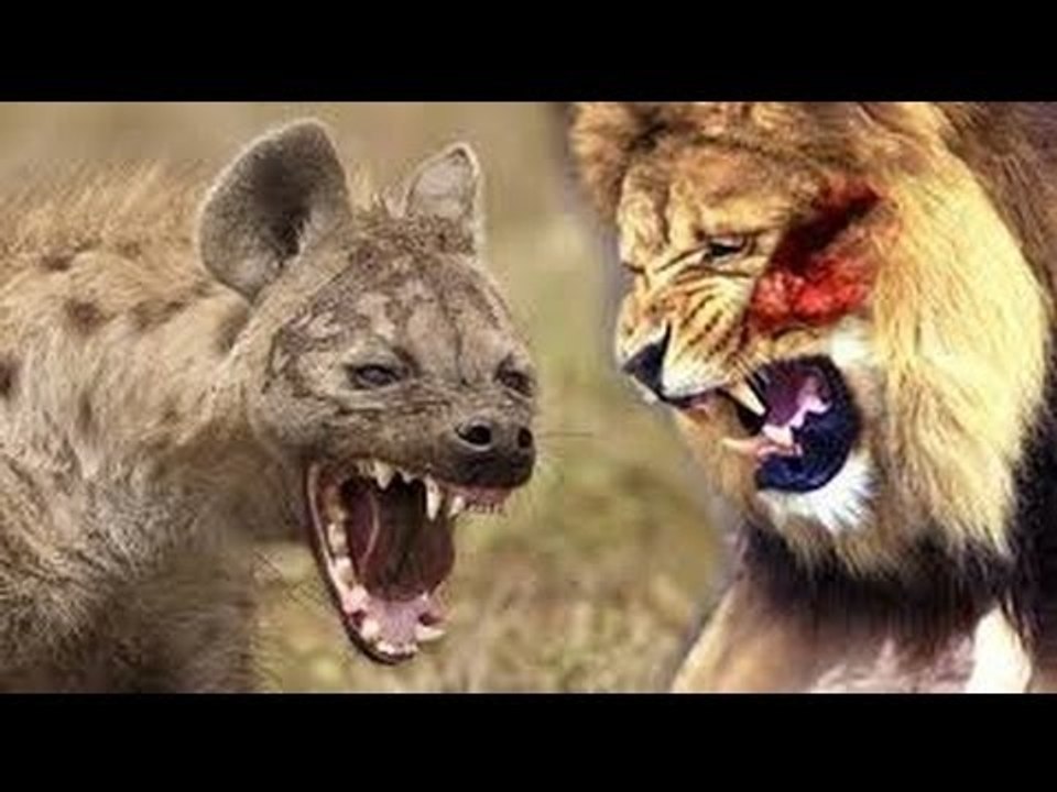 Most Amazing Wild Animal Attacks #2 - CRAZIEST Animal Fights - lion, tiger, deer, Crocodile