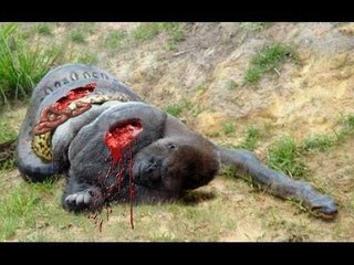 Python vs Monkey compilation 2017 - Snake and monkey - Baboon