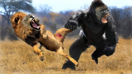 Most Amazing Wild Animal Attack , lion attack zebra, hippo, elephant, snake