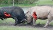 Legendary Battle Rhino Vs Rhino Buffalo Vs Rhino - Most Amazing Wild Animal Attack – David adoch
