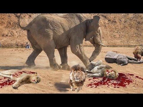 Most Amazing Wild Animal Attacks, Rhino,Lion,snakes,leopard