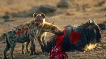 Most Horrible Hyenas Eating Animals Alive - Wildebeest, Zebra, Impala