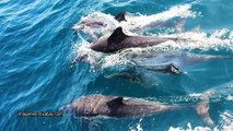 El grupo Mavea organiza en Gijón y Avilés avistamientos para ver aves y mamíferos marinos