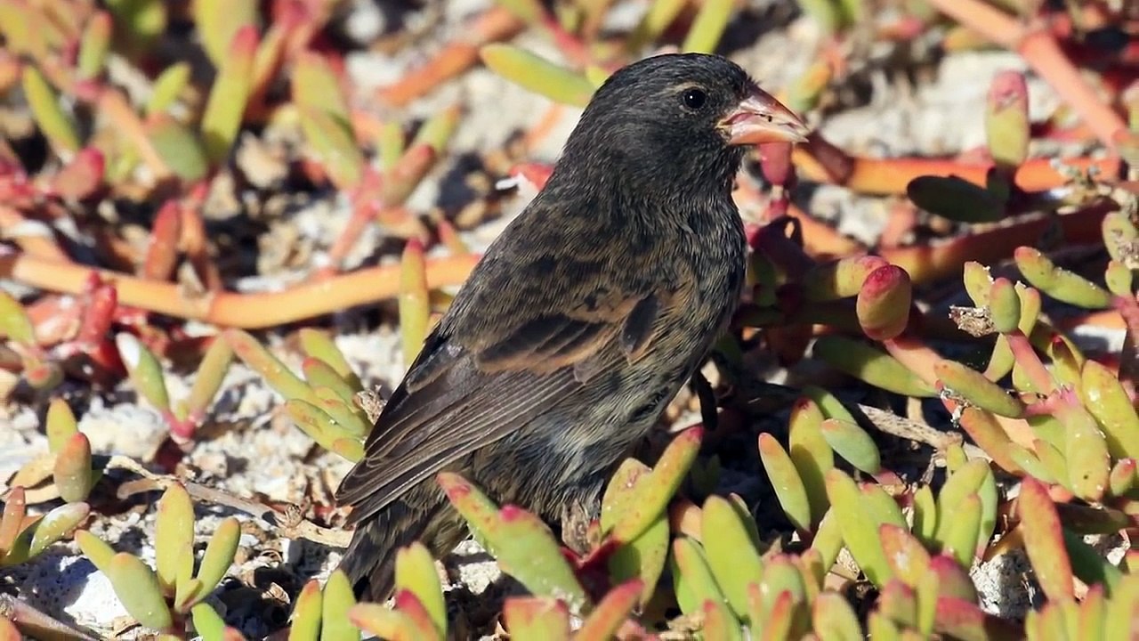 10 Shockingly Creepy and Bloodthirsty Birds Real Video _ Documentary!!