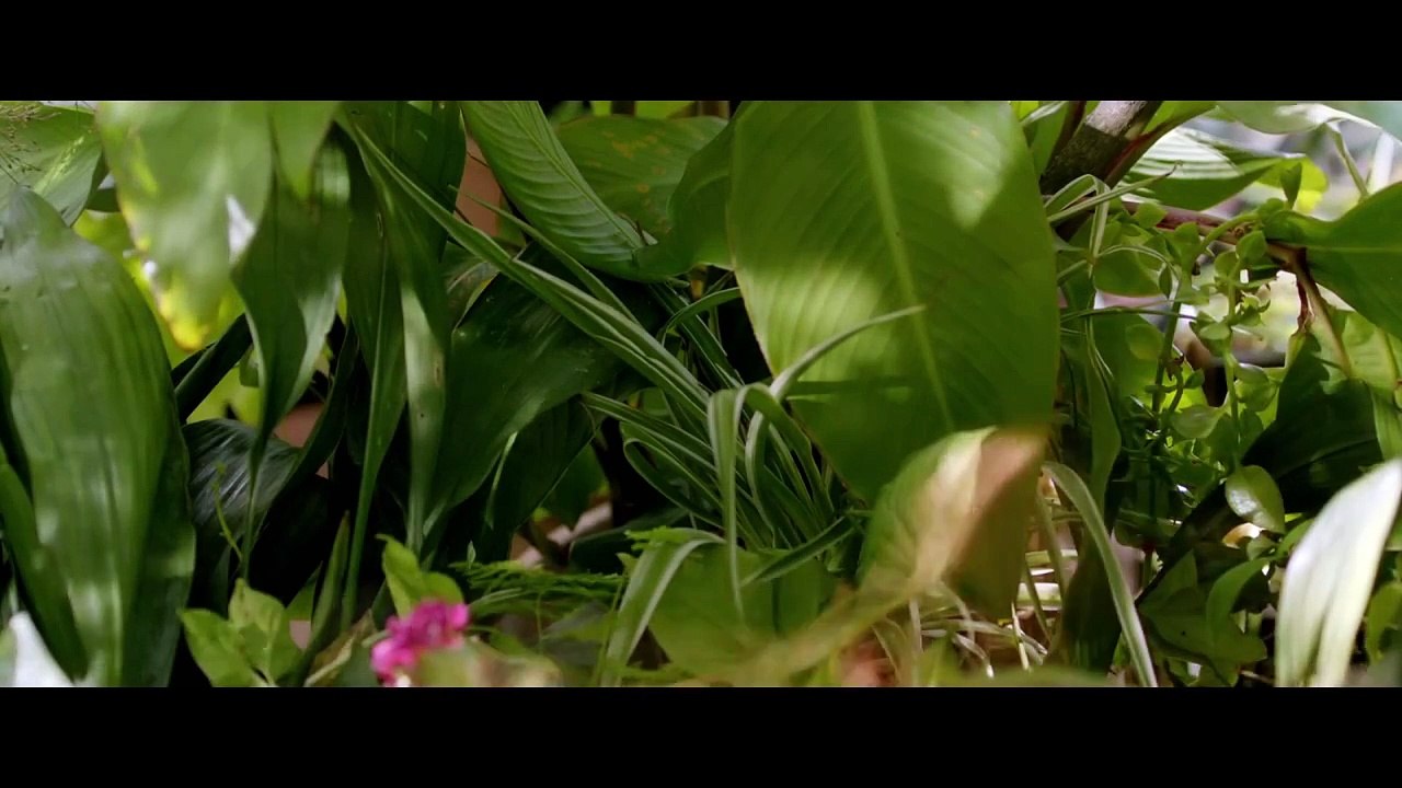 Trailer Vergel de Kris Niklison