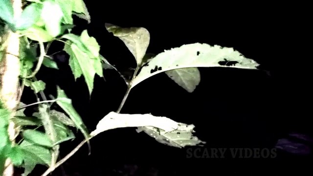 Extreme Paranormal Activity Caught On Tape _ Most Haunted Video