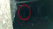 Most Haunted Forests And Woods In The World _ Top Scary Videos Of GHOSTS