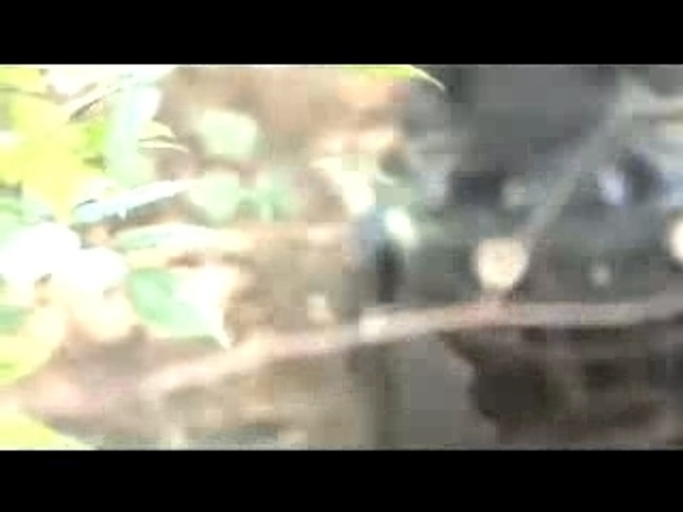 QUADS POWER384K_Stream001