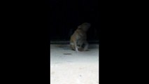 Real Ghost Videos _ Ghost attacking dog caught on camera _ Scariest ghost attack video
