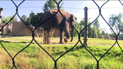 Teen Jumps Over Railing at Denver Zoo Rhinoceros Exhibit