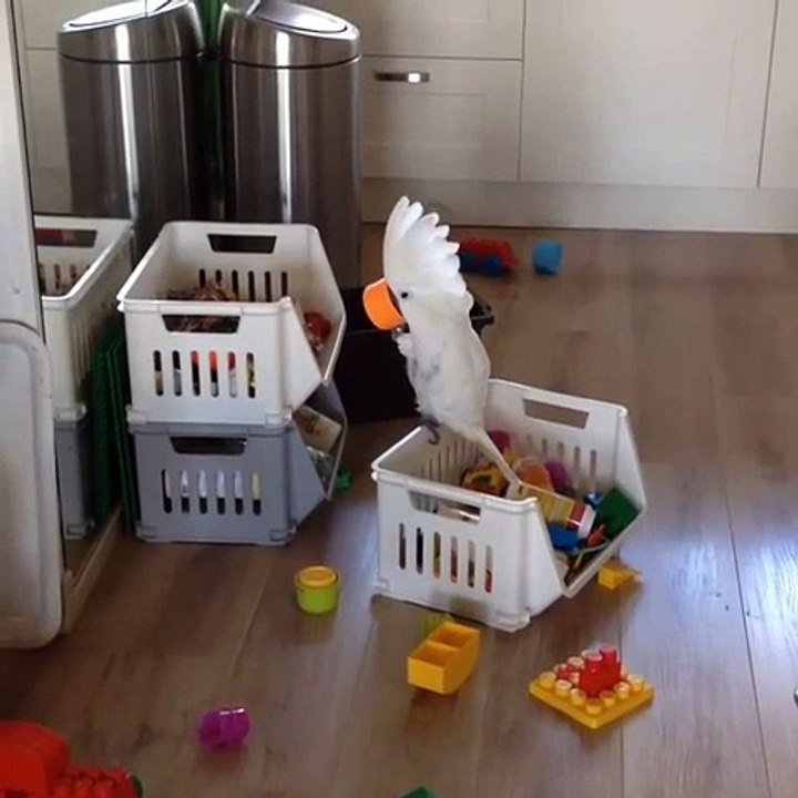 funny cockatoo
