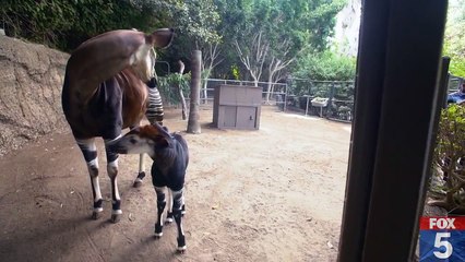 First Endangered Okapi Born at San Diego Zoo in Four Years