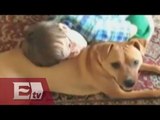 Pitbull causa un increíble cambio a niño autista / Entre mujeres