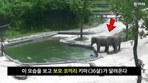 물에 빠진 아기 코끼리 구한 엄마와 보모 코끼리