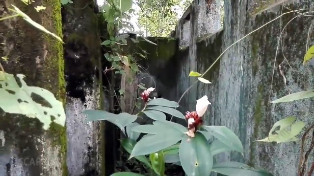 Scary Videos _ Terrific Ghost Attack Caught On Camera _ Real Ghost Video _ Ghost caught on tape 2016