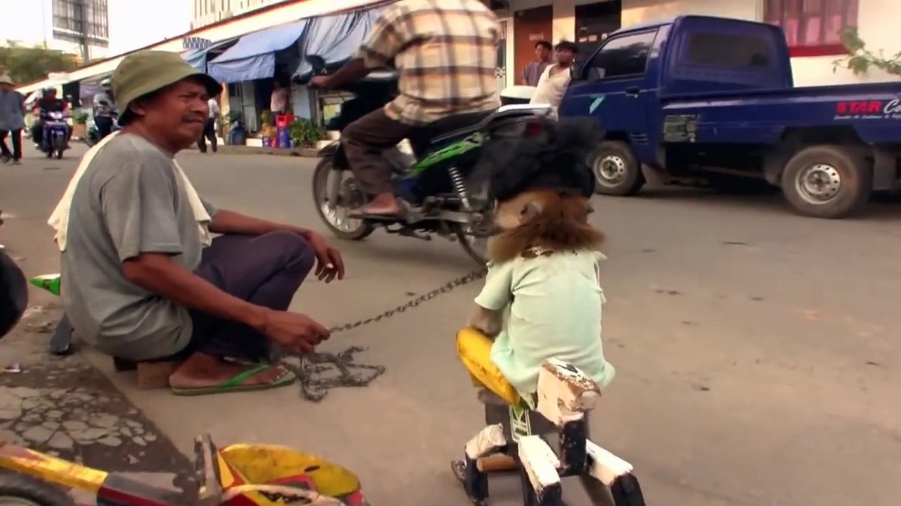 Monkey race