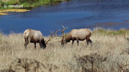Beautiful clip of elk locking antlers