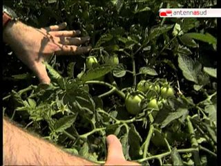 TG 26.03.12 Sul "balzello" IMU, agricoltori pugliesi sul piede di guerra