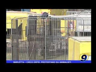 BARLETTA | Circo Orfei, protestano gli animalisti