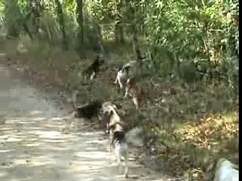 Beagles en pleine chasse