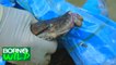 Born to Be Wild: Doc Ferds treats a Reticulated Python with severe infection