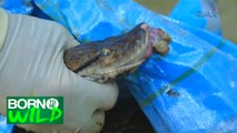 Born to Be Wild: Doc Ferds treats a Reticulated Python with severe infection