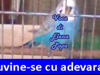 Cuvine se cu adevarat Voce di Elena.