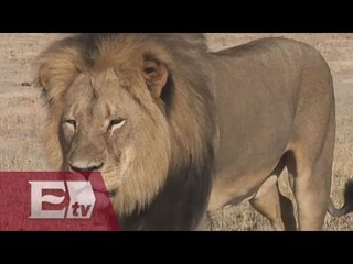 Podrían extraditar a Walter James por el asesinato del León Cecil / Titulares de la Noche