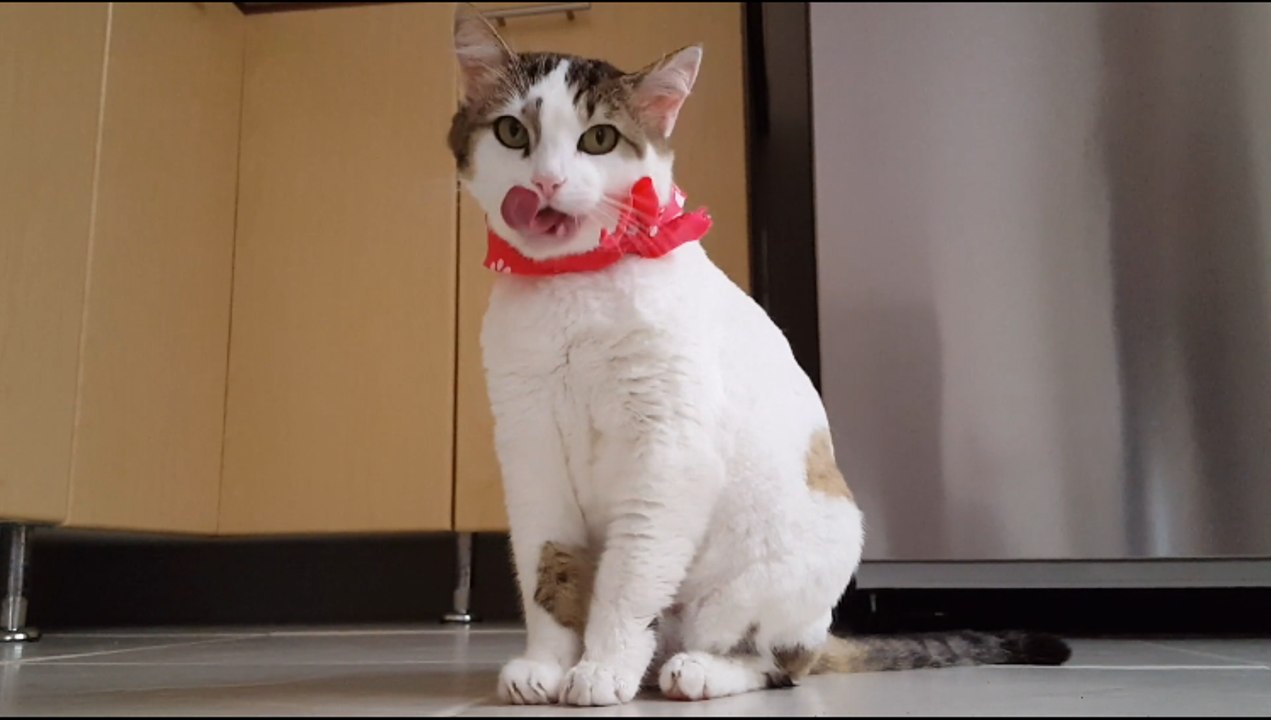 funny cute cat hd 2017