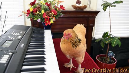 Chicken Plays Operatic Aria on Piano Keyboard