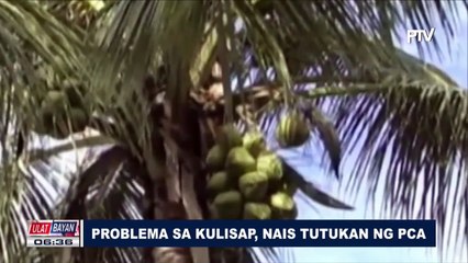 Problema sa kulisap, nais tutukan ng PCA; Sektor ng pagniniyog sa bansa, palalakasin