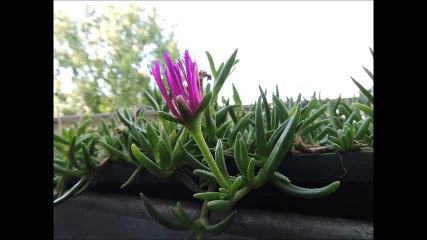Ficoïde comestible (figuier des Hottentots)