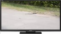 Weird Snake  Kills Itself   عربيد يقتل نفسه(720p)