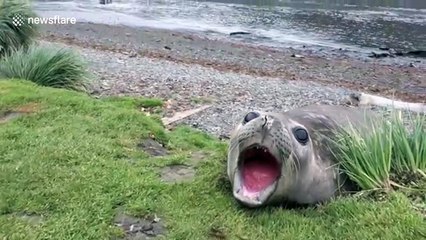 Screaming seal