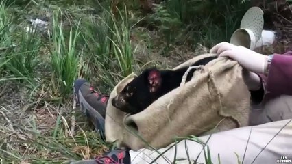 Cet homme libère un Diable de Tasmanie