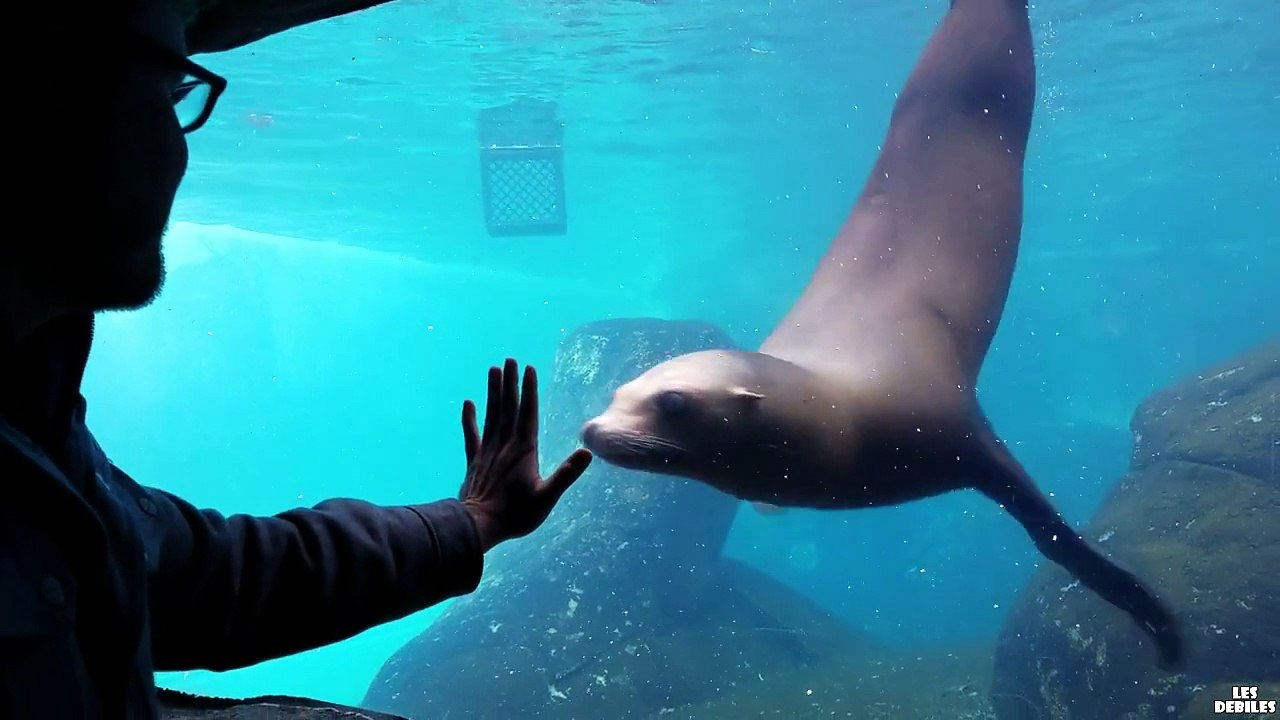 Superbe Lion des Mers