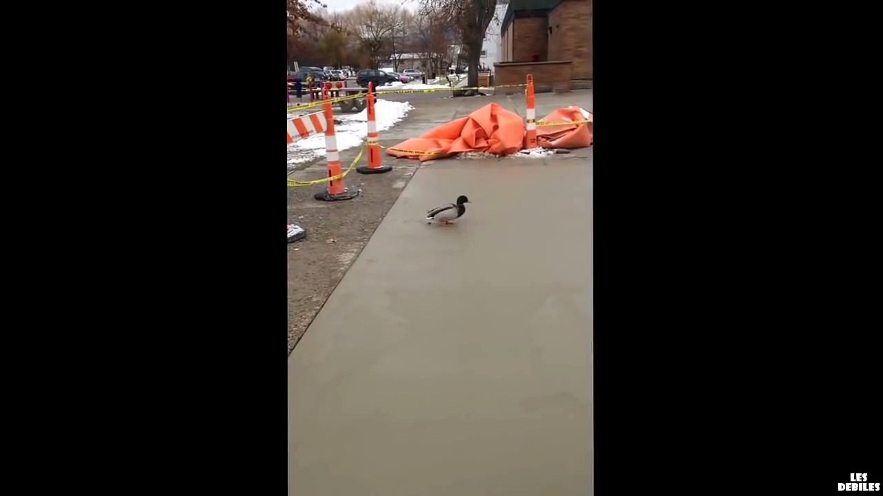 Ce Canard marche sur du ciment tout frais