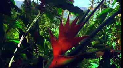 PBS Nature Hummingbirds Magic in the Air