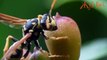 Dans le plupart plupart 5 insectes dangereux insectes dangereux pour la paix mondiale