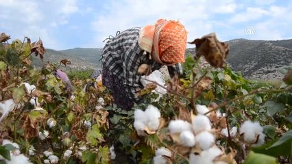 Söke'de Sezonun İlk Pamuk Hasadı Yapıldı