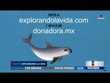 Empresas piden salvar a la vaquita marina en México | Noticias con Ciro Gómez Leyva