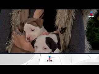 ¿La raza determina la agresividad de un perro? | Noticias con Zea