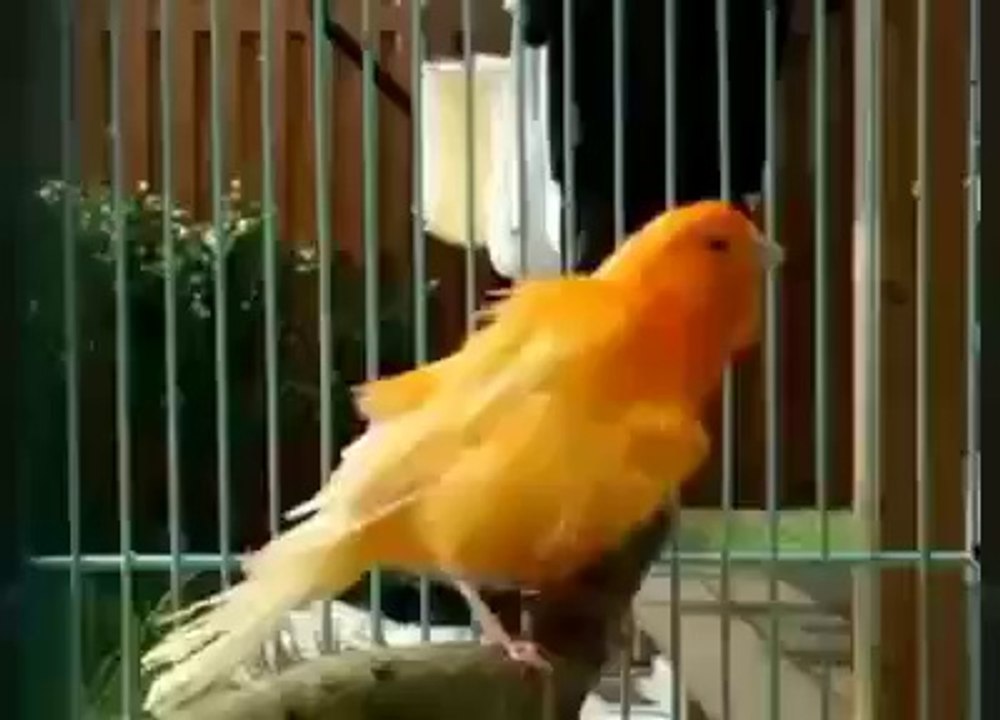 DIAS BUENOS