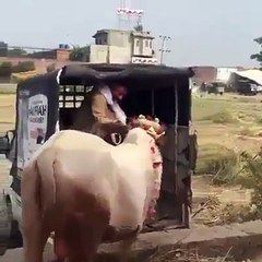 Be Caution While Buying Animals This Eid By seeing this Video