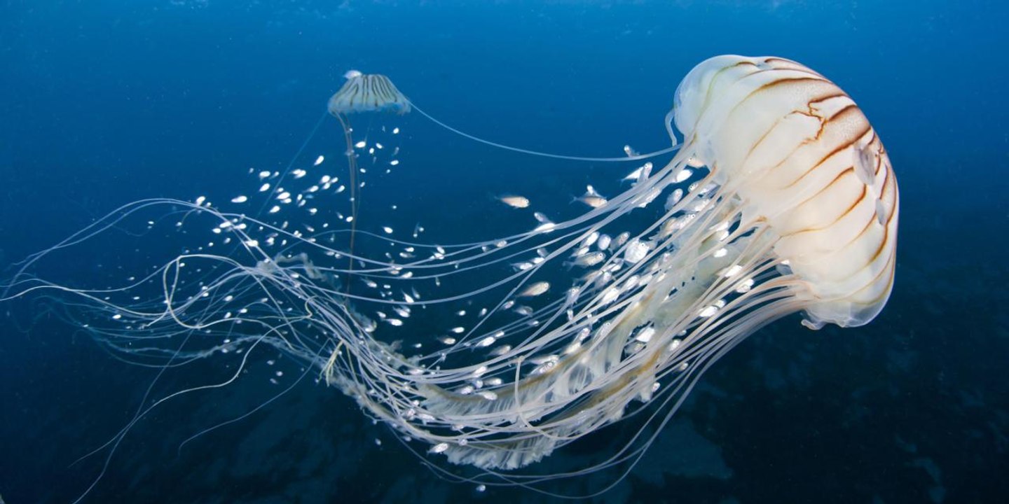 Jellyfish, High Definition-Slow Motion Video_2017
