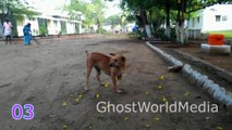 ☠Horrifying Cases Of Ghosts And Demons _ Scary Killer Ghost Behind Dogs _ Top 5 Strange Creatures☠