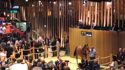 Yearlings. Un fils de Dubawi vendu pour plus d'1,5 millions d'euros