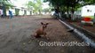 ☠Real Ghost Caught Near Beautiful Dog Ghost Moving From Old Man To Old Lady☠