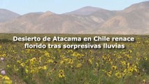 El desierto de Atacama en Chile renace florido tras sorpresivas lluvias